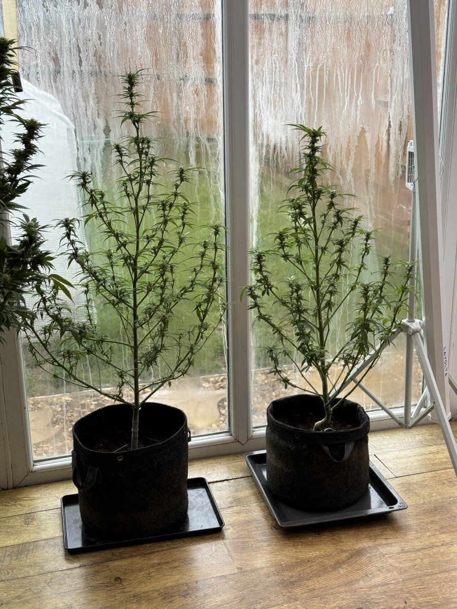 Is this just over watering or something worse 5