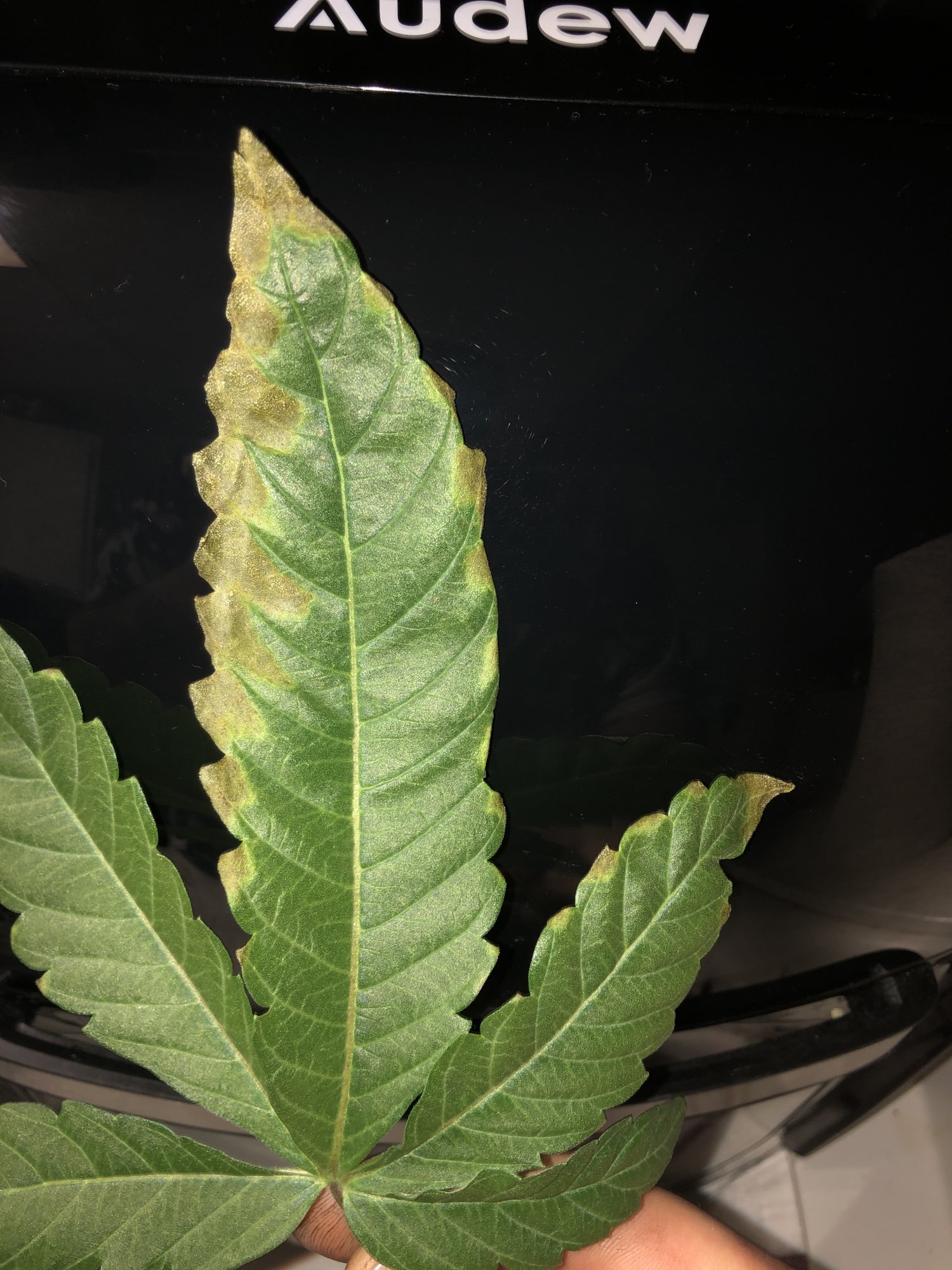 Is this leaf just dying off naturally or is there something else going on 2