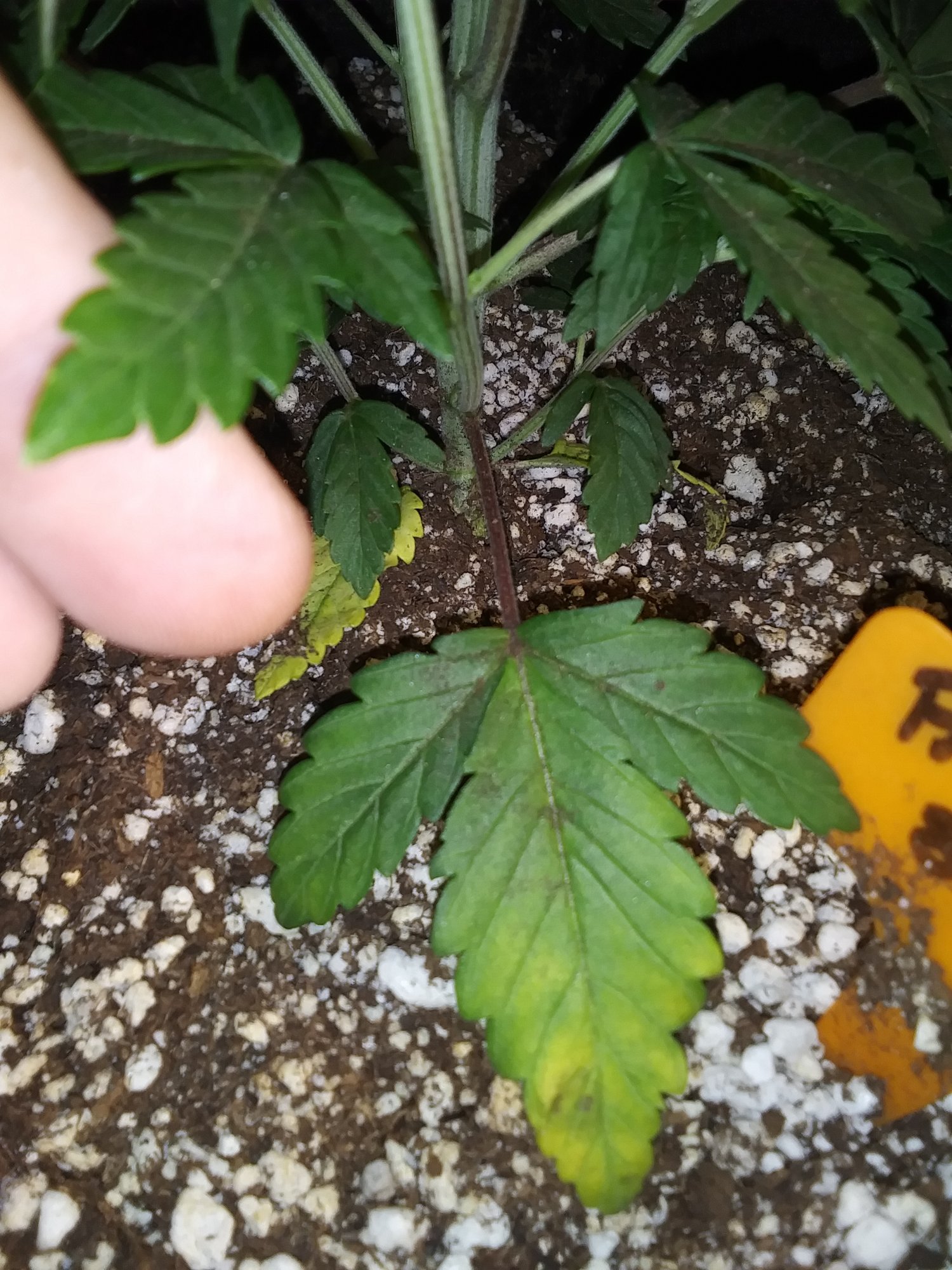 Is this leaf yellowing normal aculpoca gold