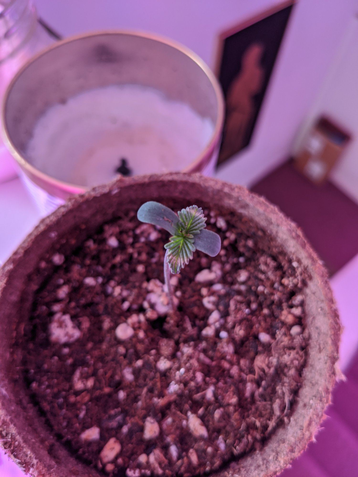 Is this light damage from leds or over watering