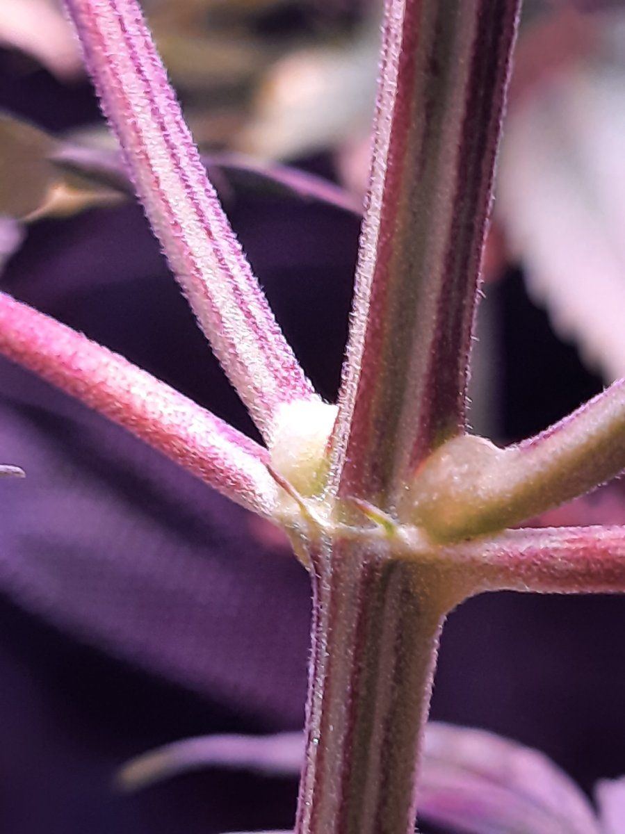 Is this male 2