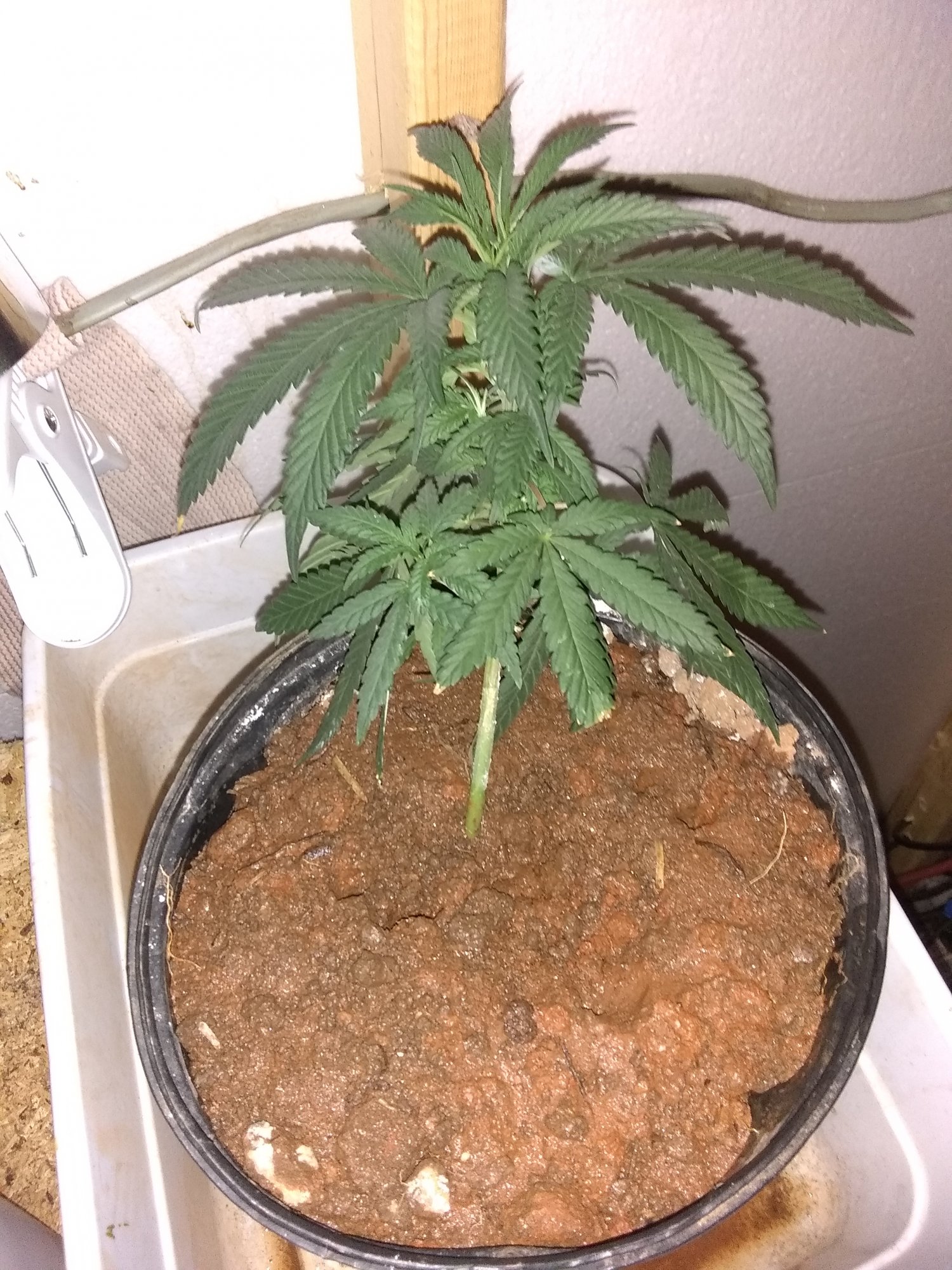 Is this male 3