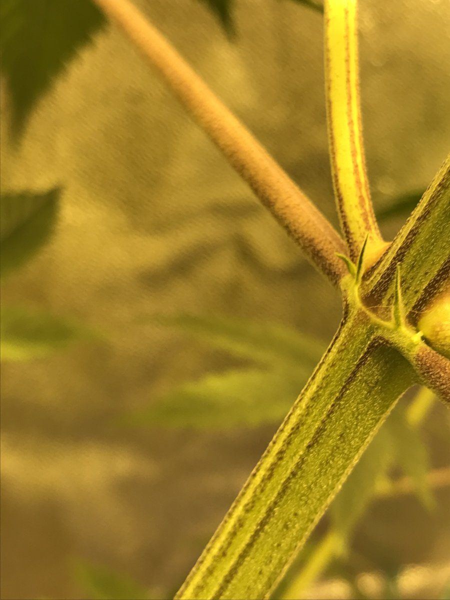 Is this male genetics bag seeds going to use optic dollar switch but concerns 1 might actuall