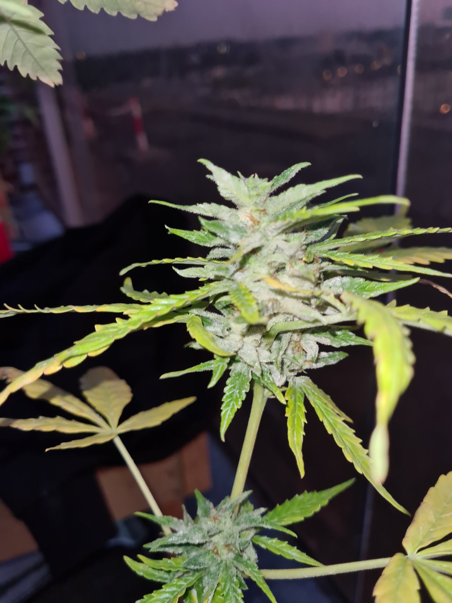 Is this mildew and what should i do 2