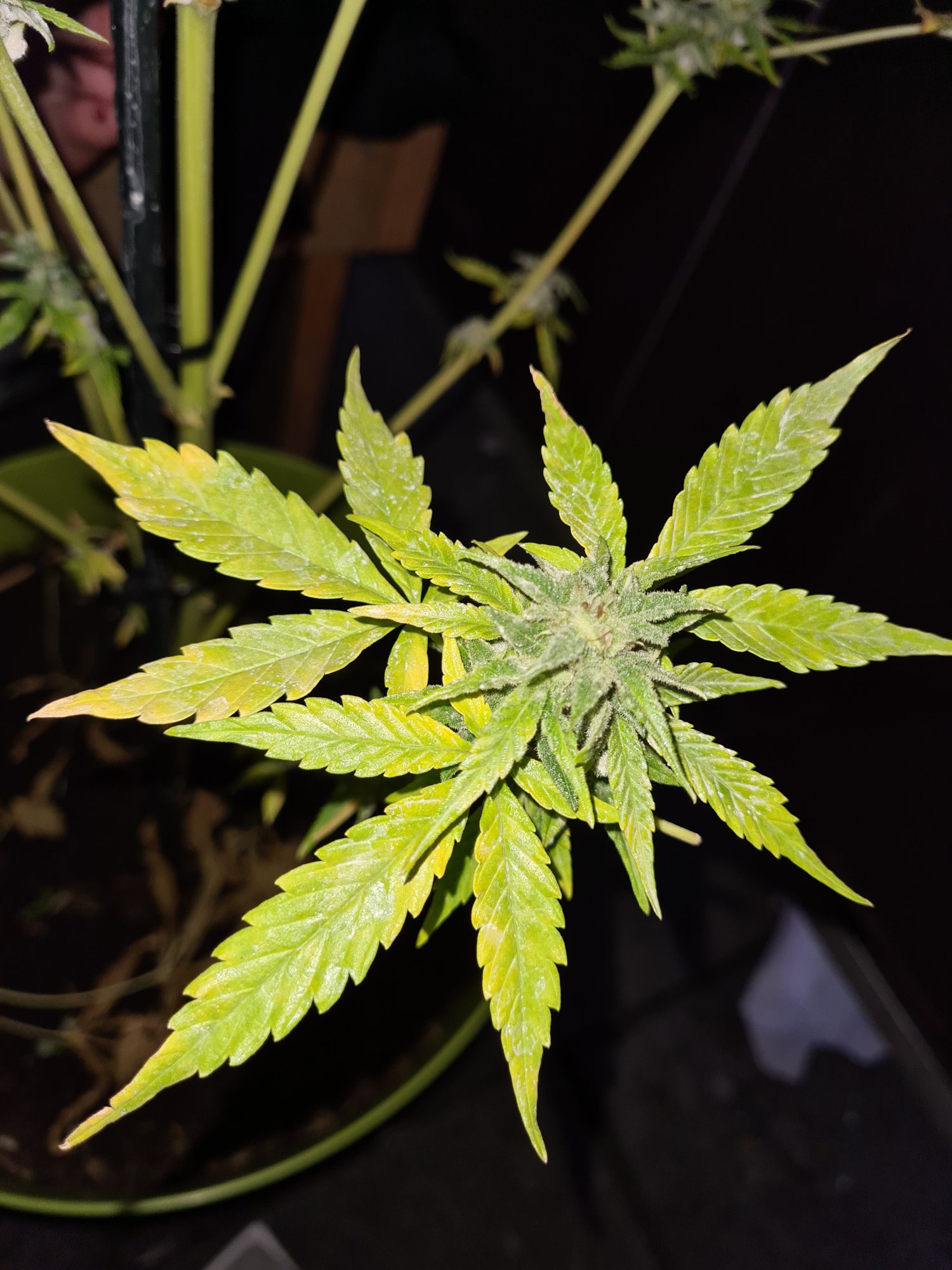 Is this mildew and what should i do