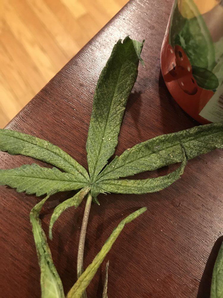 Is this mold on my leaves 2