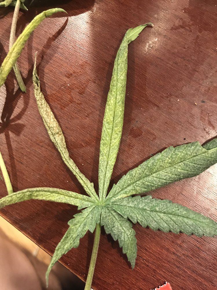 Is this mold on my leaves