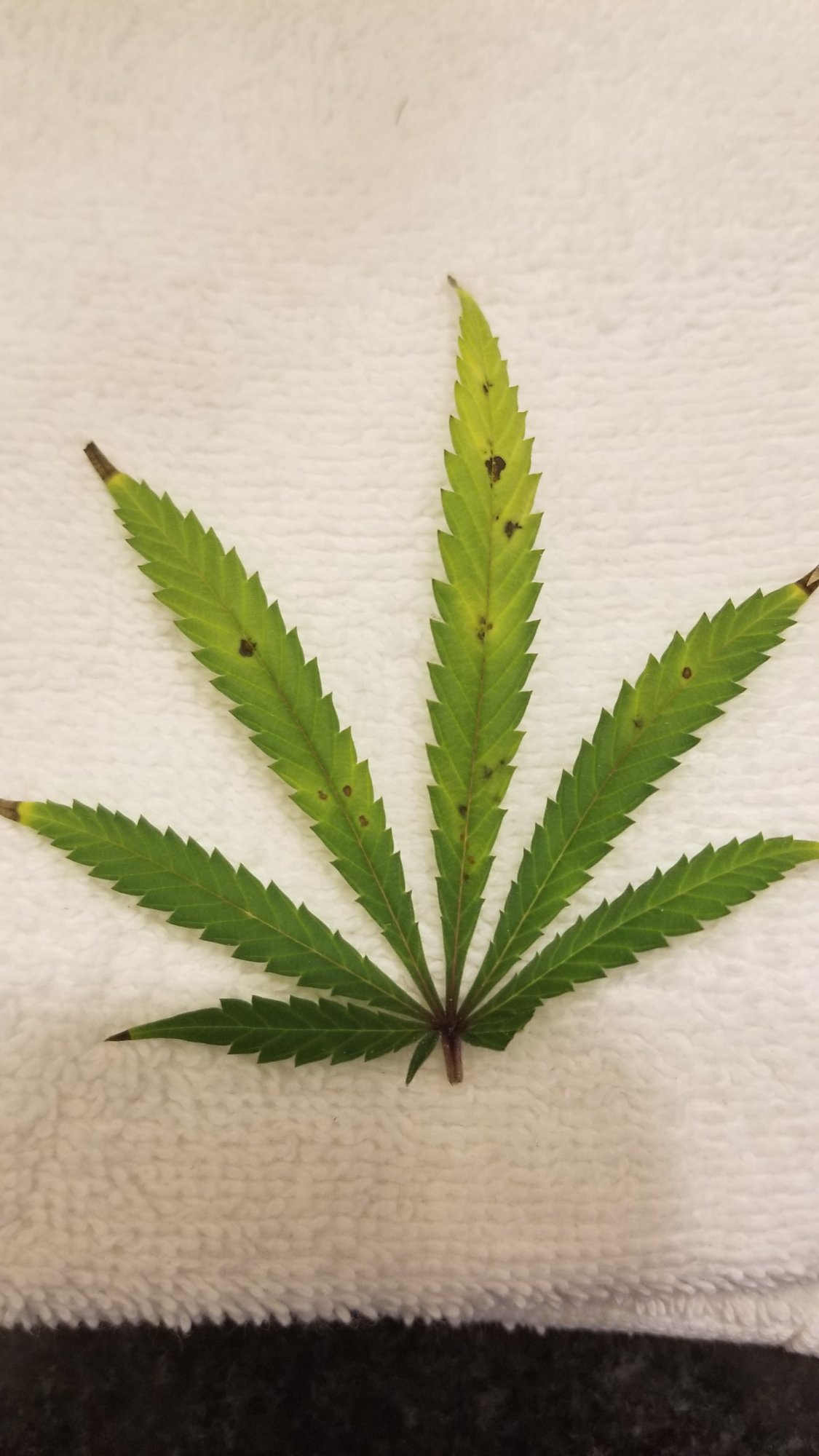 Is this mold or a deficiency