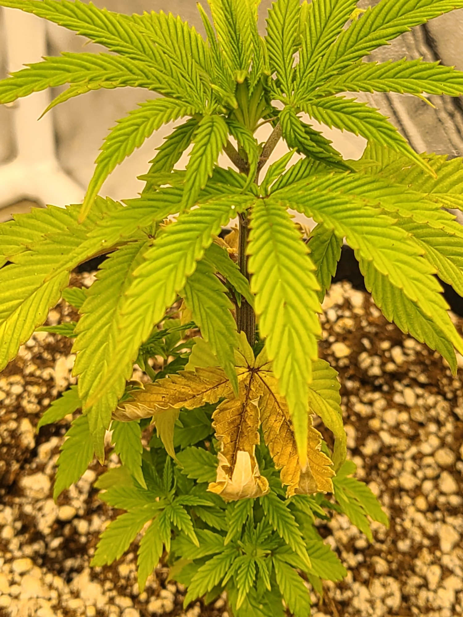 Is this nitrogen deficiency or 2