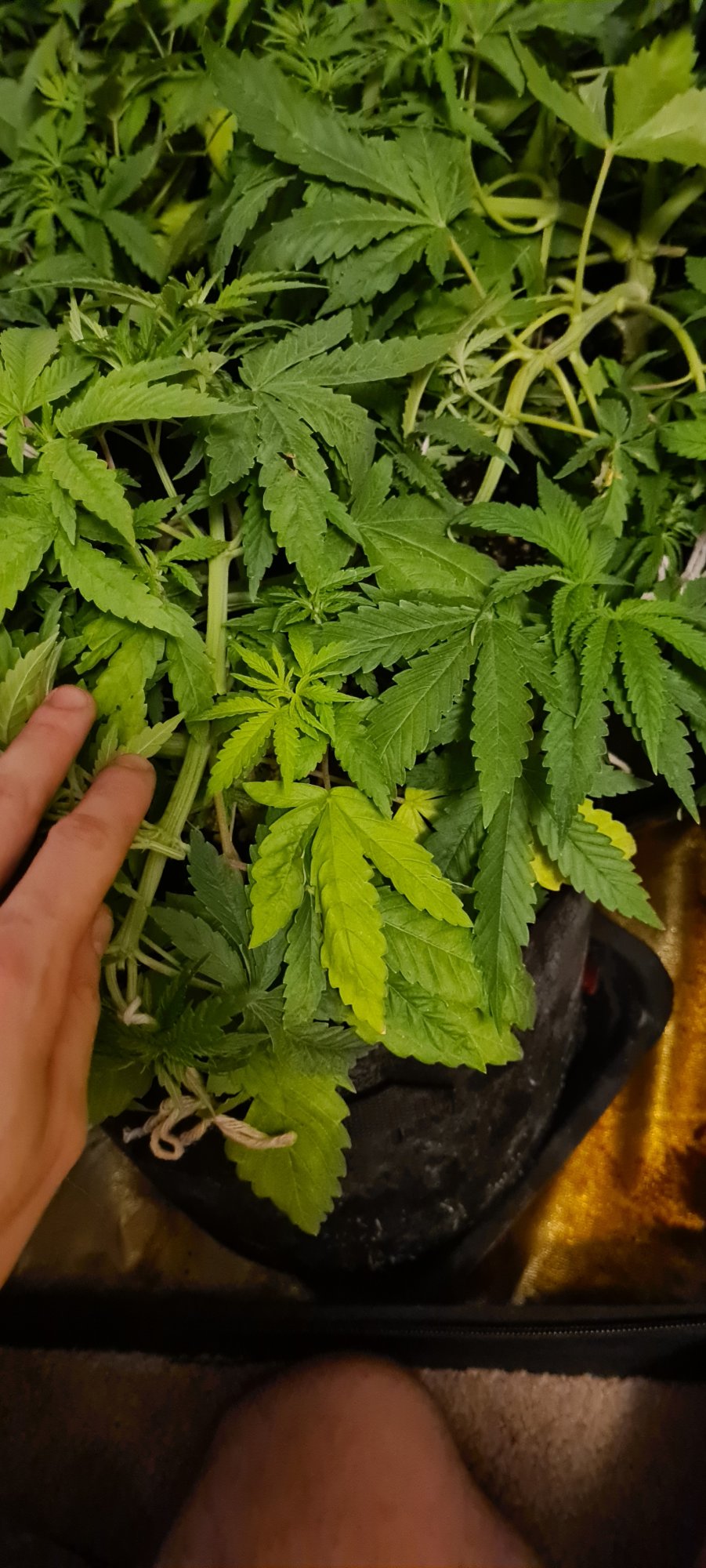Is this nitrogen deficiency or other deficiency 2