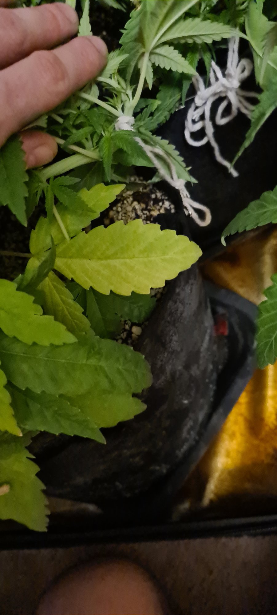 Is this nitrogen deficiency or other deficiency 3