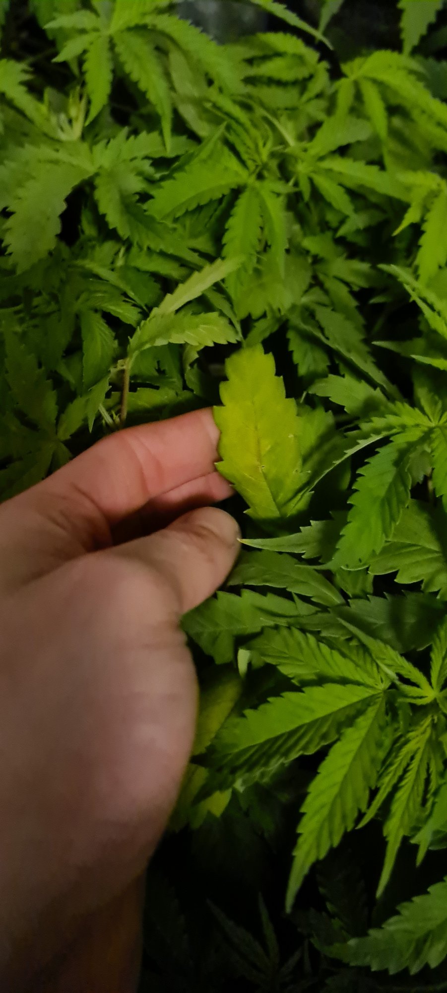 Is this nitrogen deficiency or other deficiency 4
