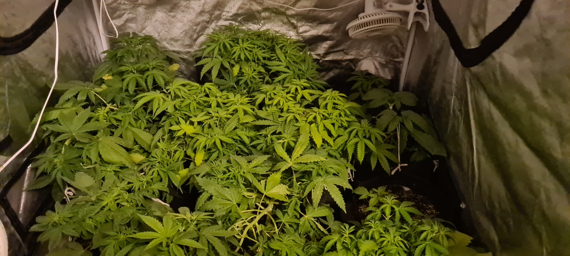 Is this nitrogen deficiency or other deficiency 5