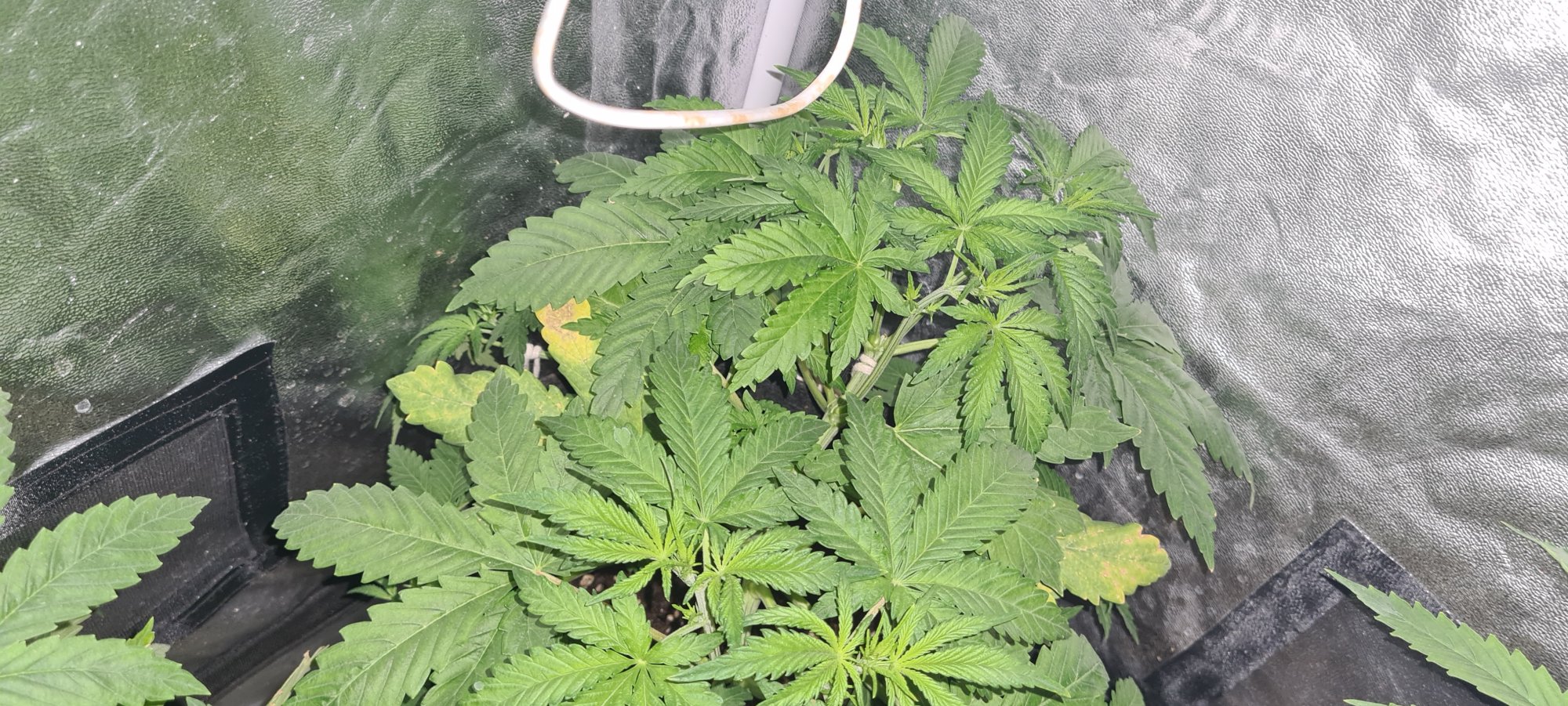 Is this nitrogen deficiency or other deficiency 6