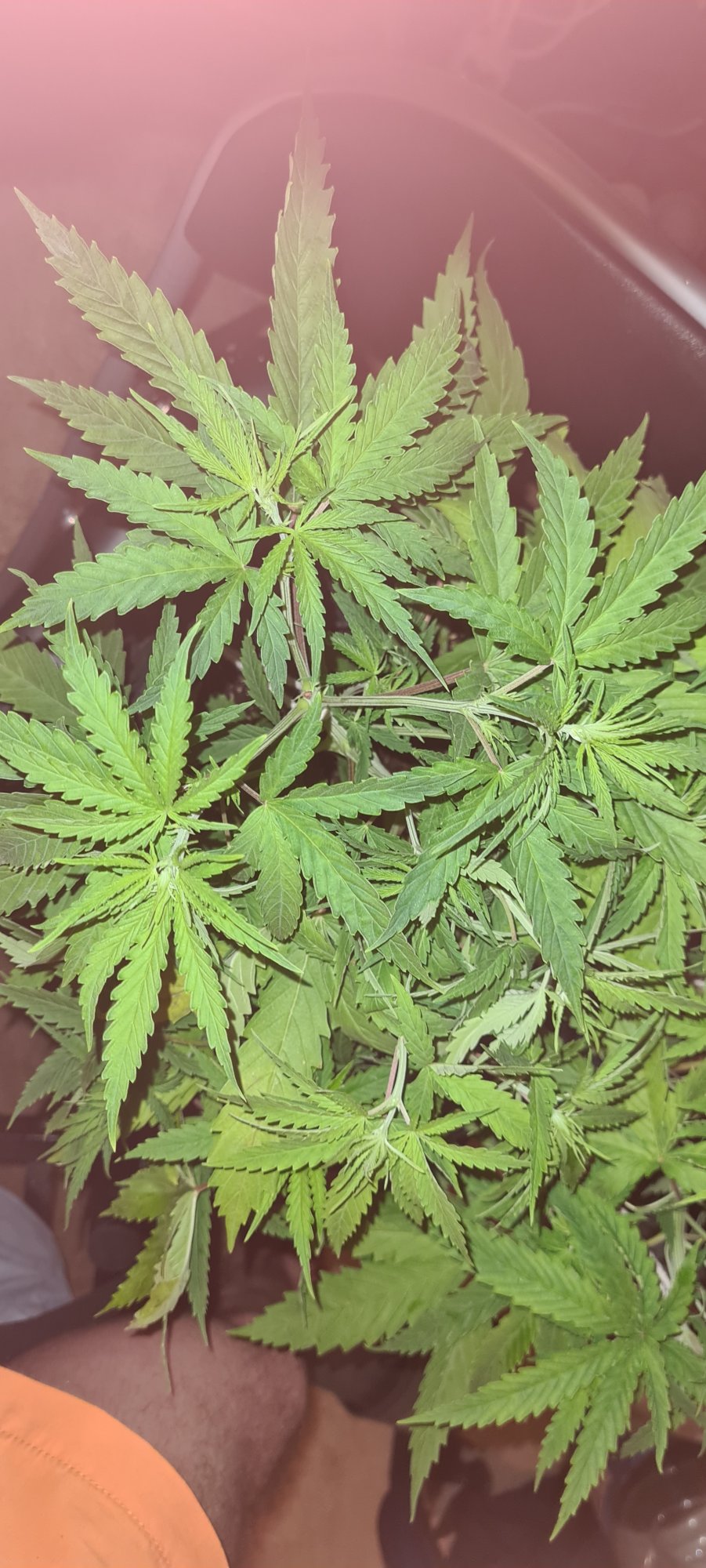 Is this nitrogen deficiency or other deficiency 9