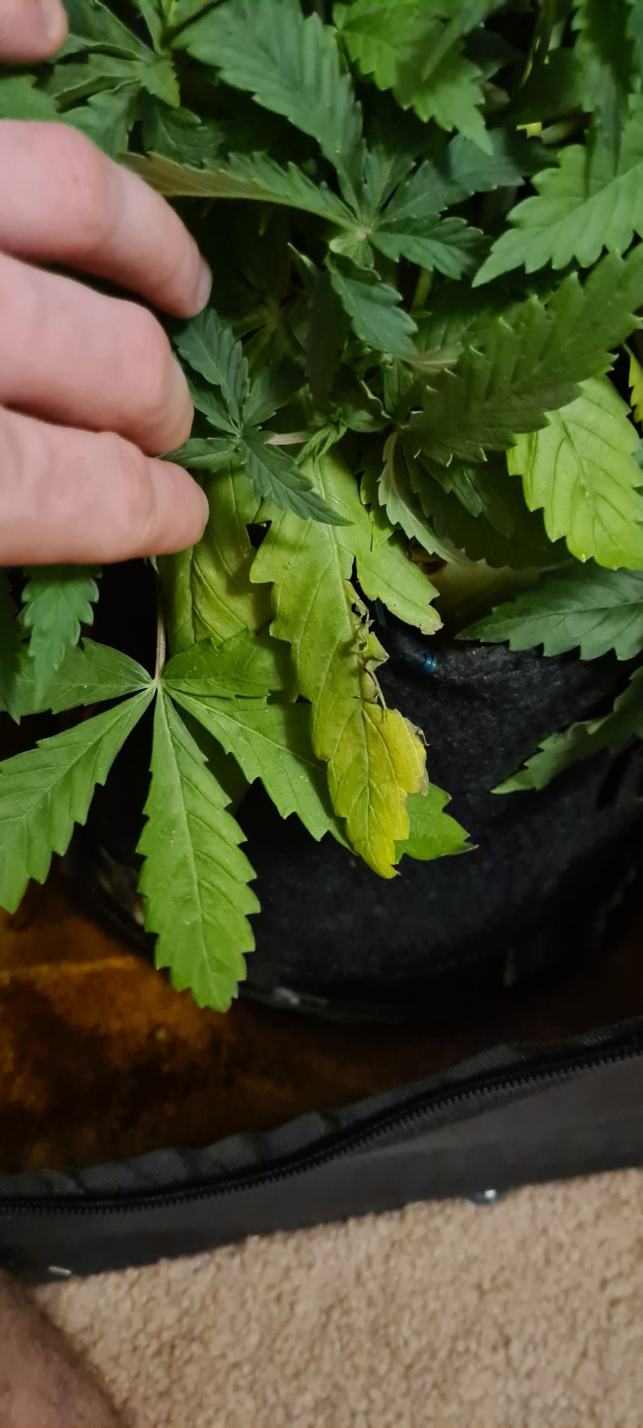 Is this nitrogen deficiency or other deficiency