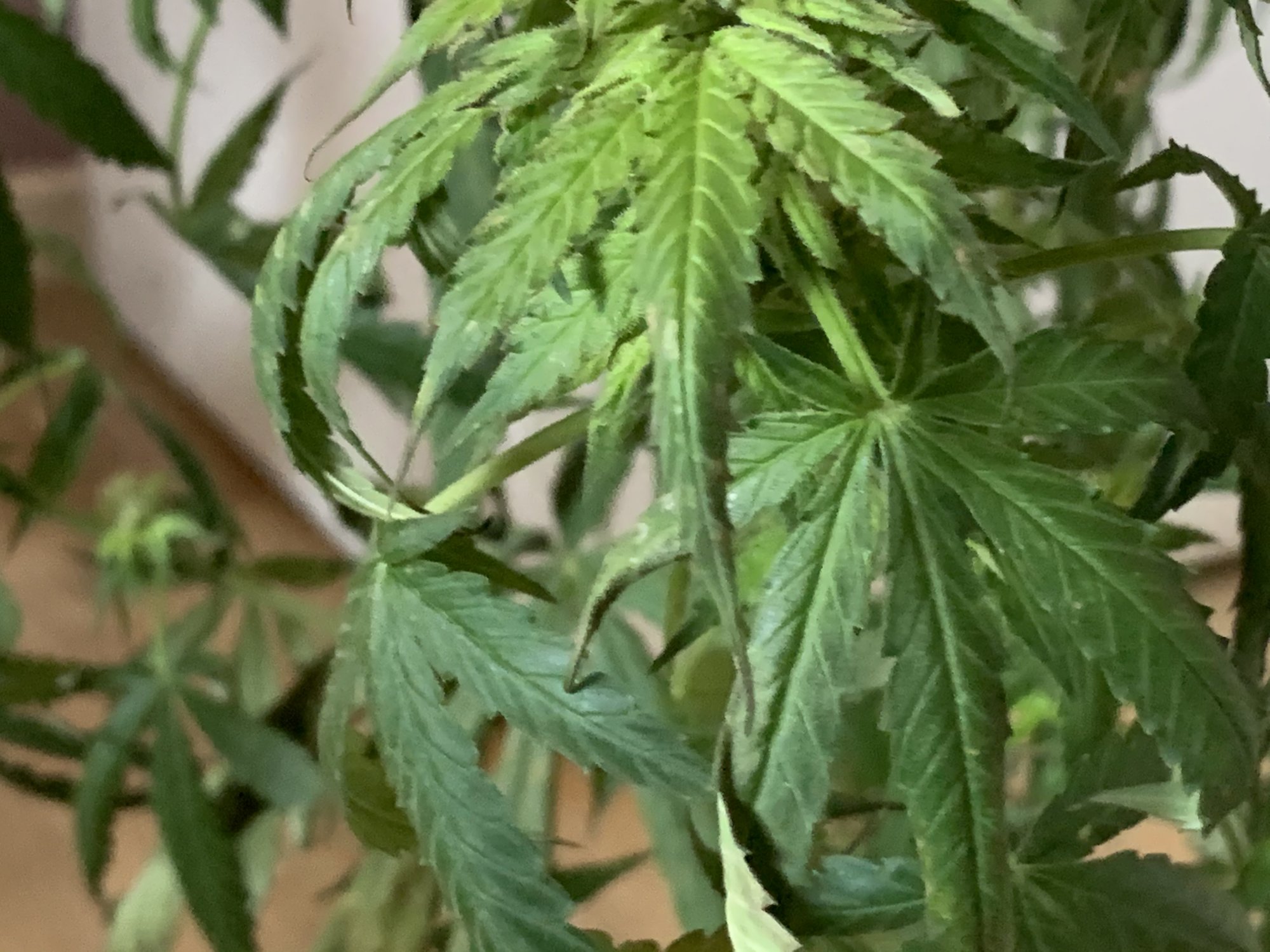 Is this nitrogen toxicity  new to growing 2