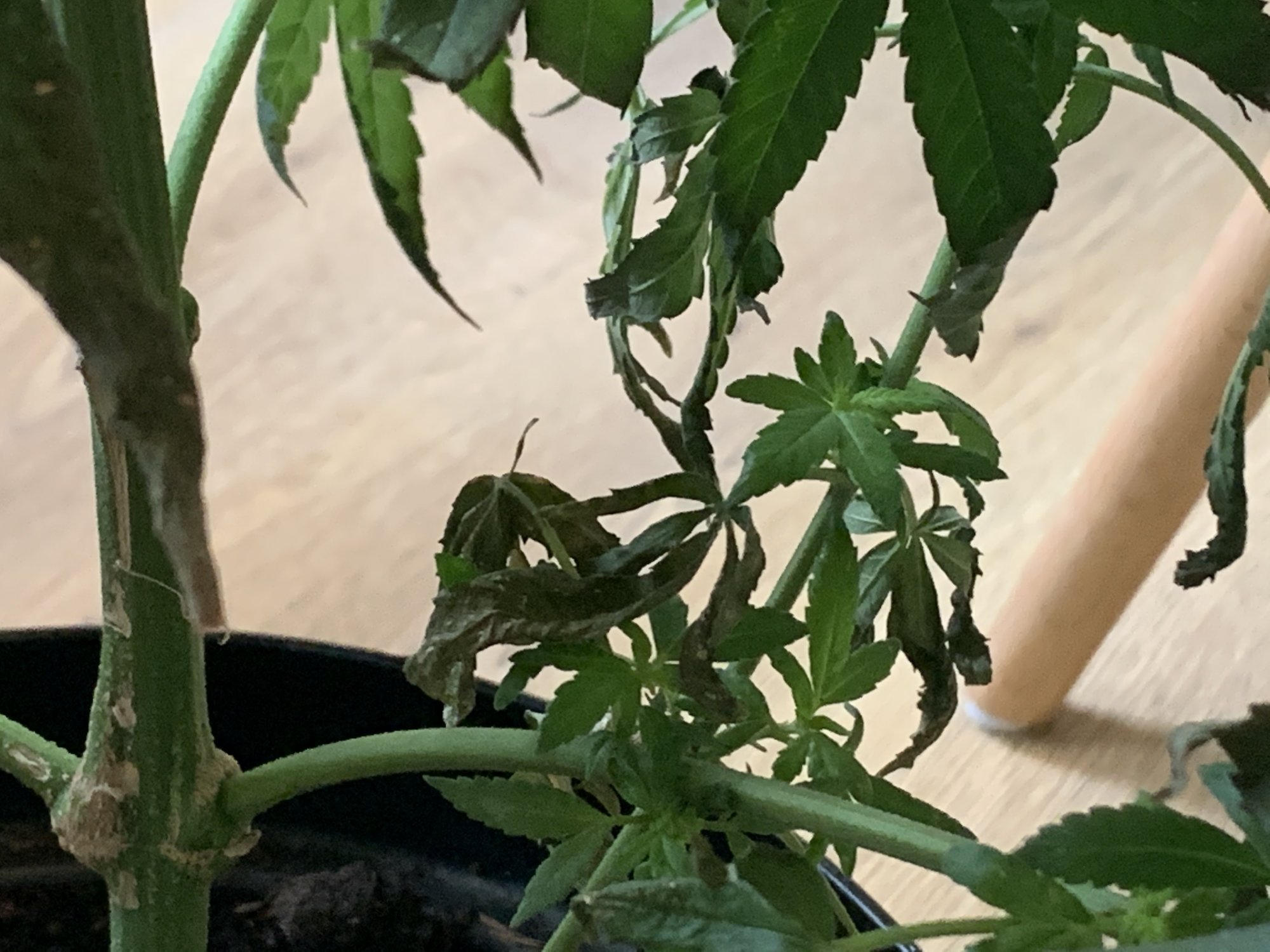 Is this nitrogen toxicity  new to growing 5