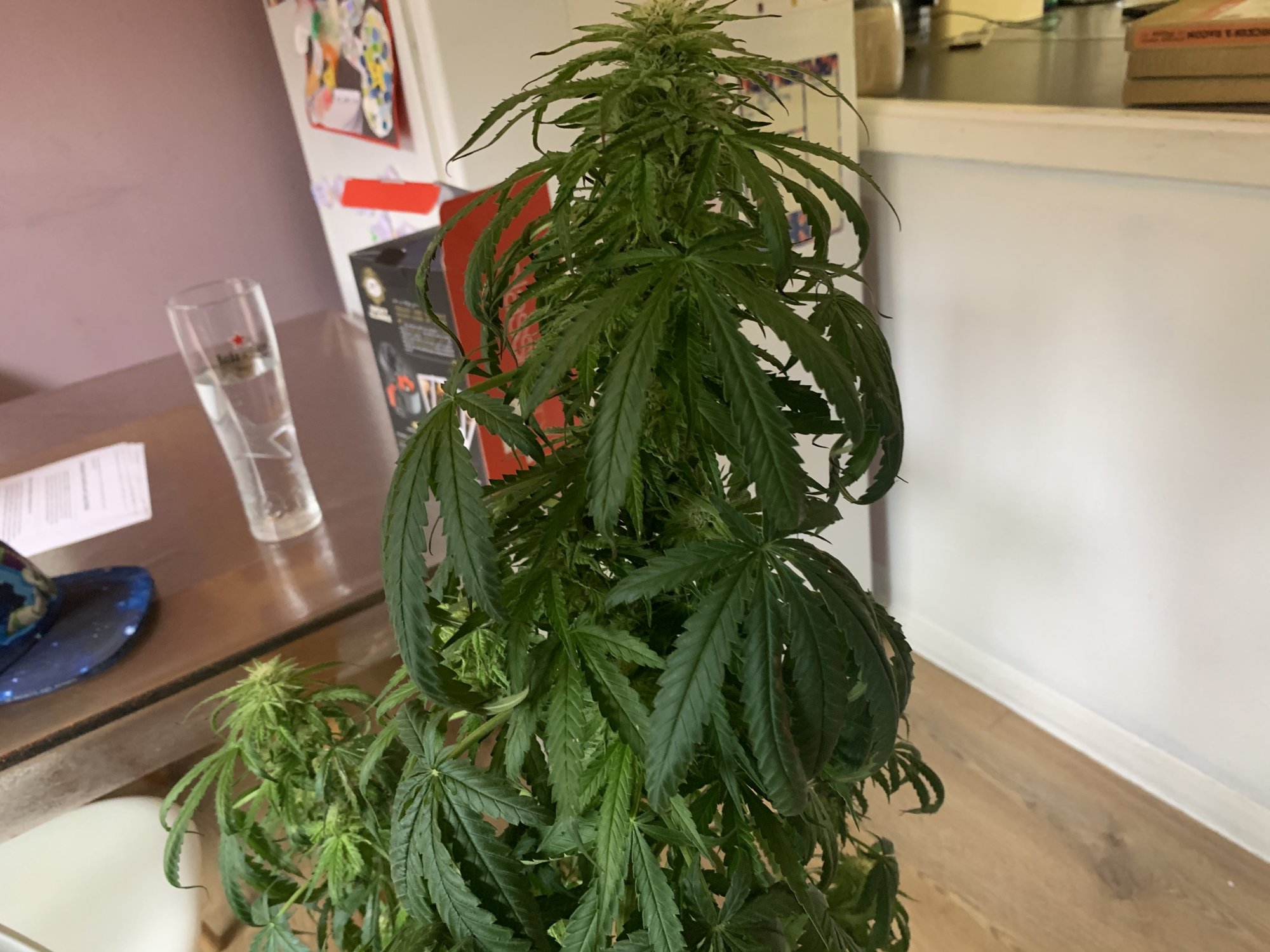 Is this nitrogen toxicity  new to growing