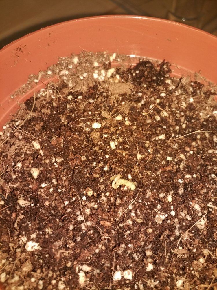 Is this normal 3
