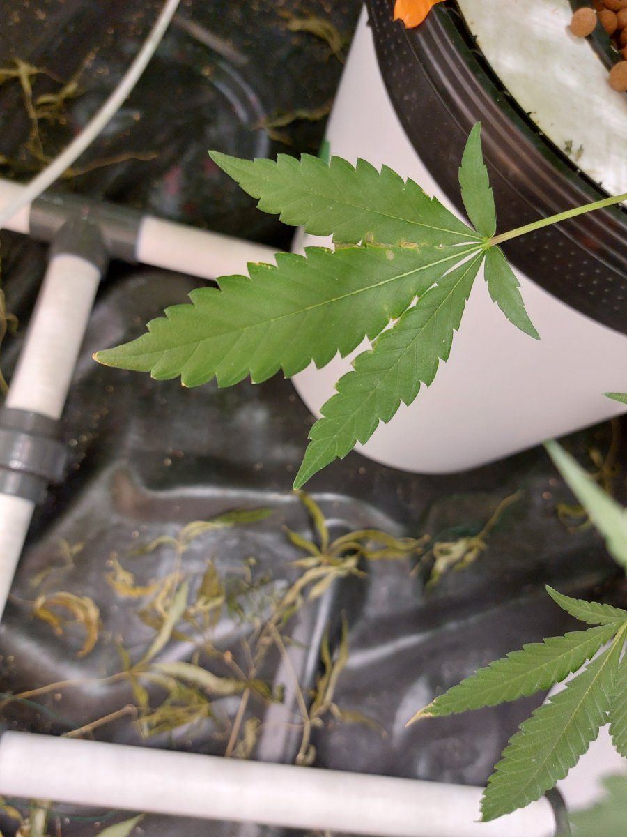 Is this normal decay of older leafs 5