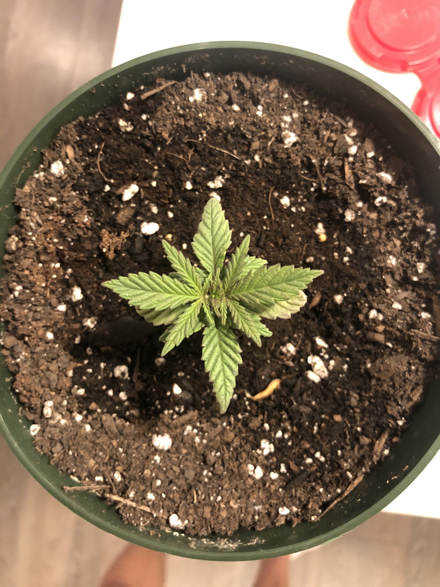 Is this normal for a seedling? 3 weeks old - THCFarmer