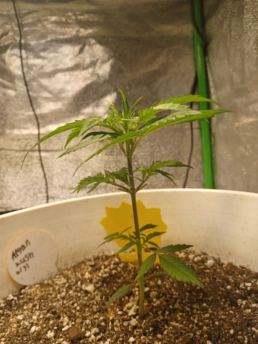 Is this normal or light stress 3