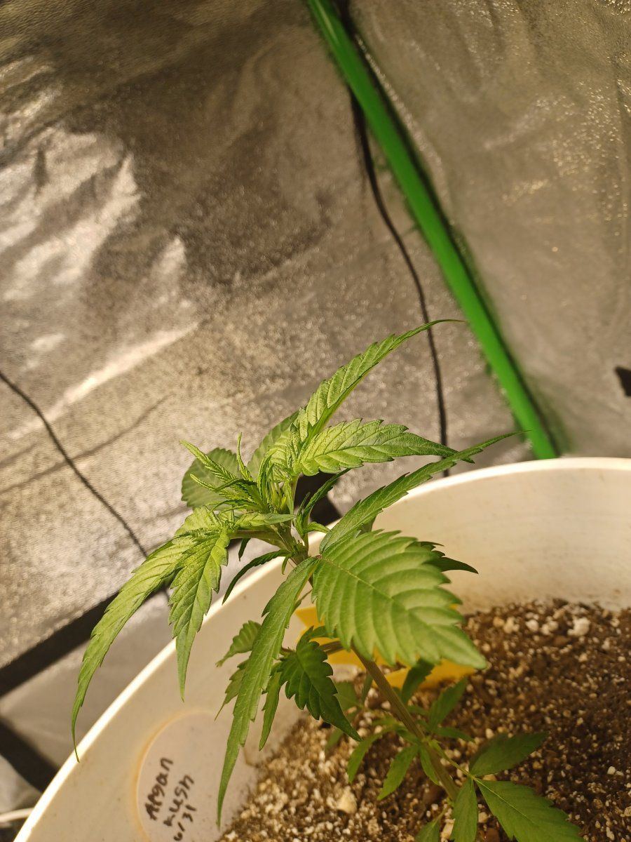 Is this normal or light stress 4