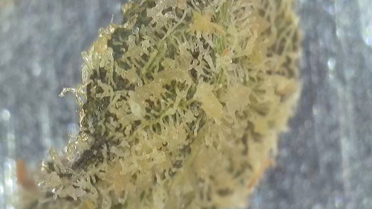 Is this normal yellow  melted looking trichomes after curing 2