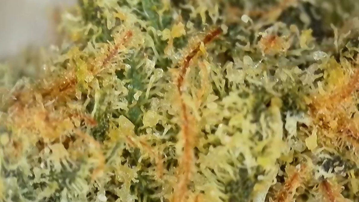 Is this normal yellow  melted looking trichomes after curing 3