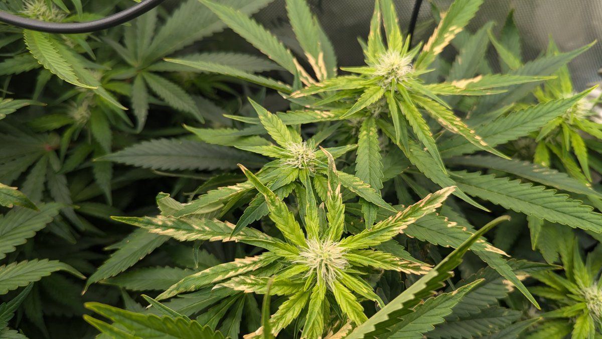 Is this nute burn light burn 3