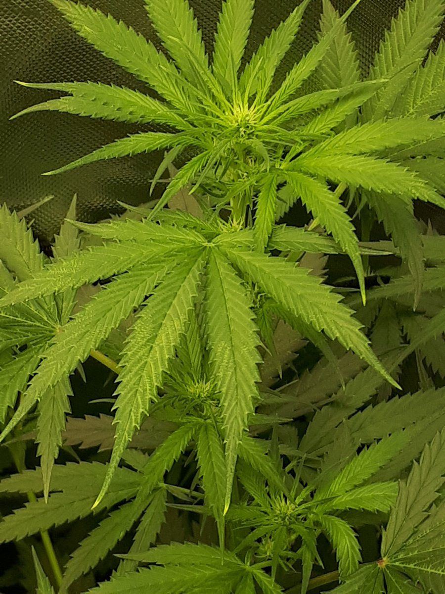 Is this nutrnta burn help please 4