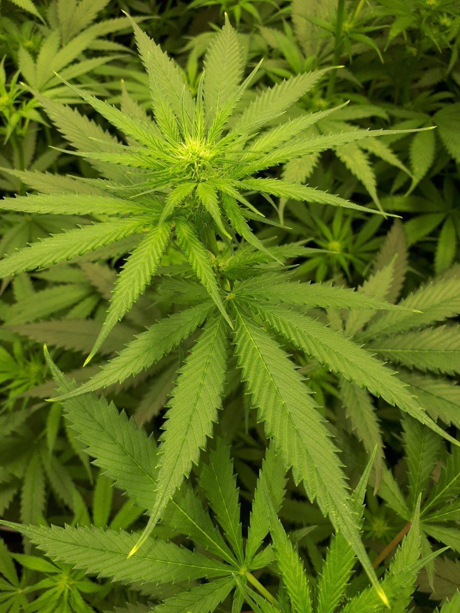 Is this nutrnta burn help please 8