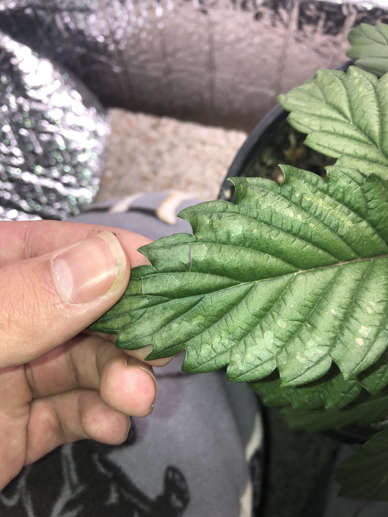 Is this pests  random cuts in fan leaves