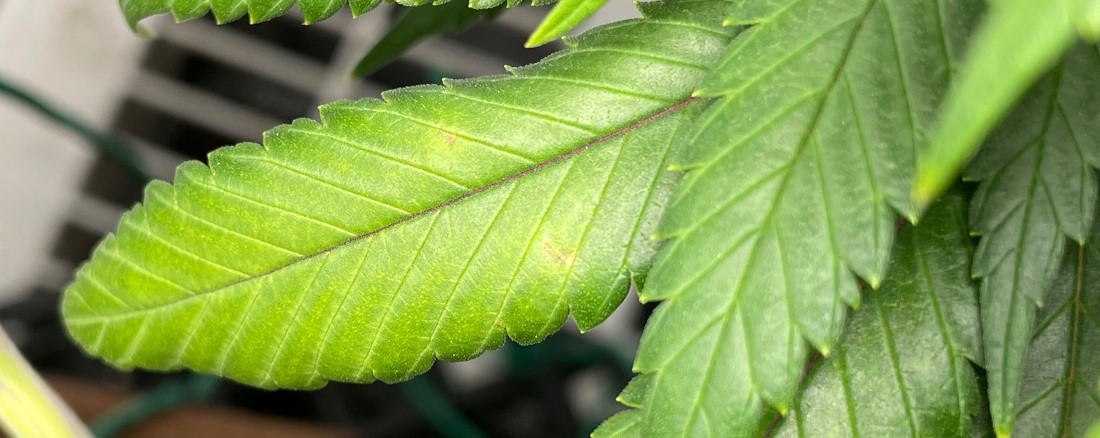 Is this phosphorous deficiency lime green growth redpurple stems bronze spots 2