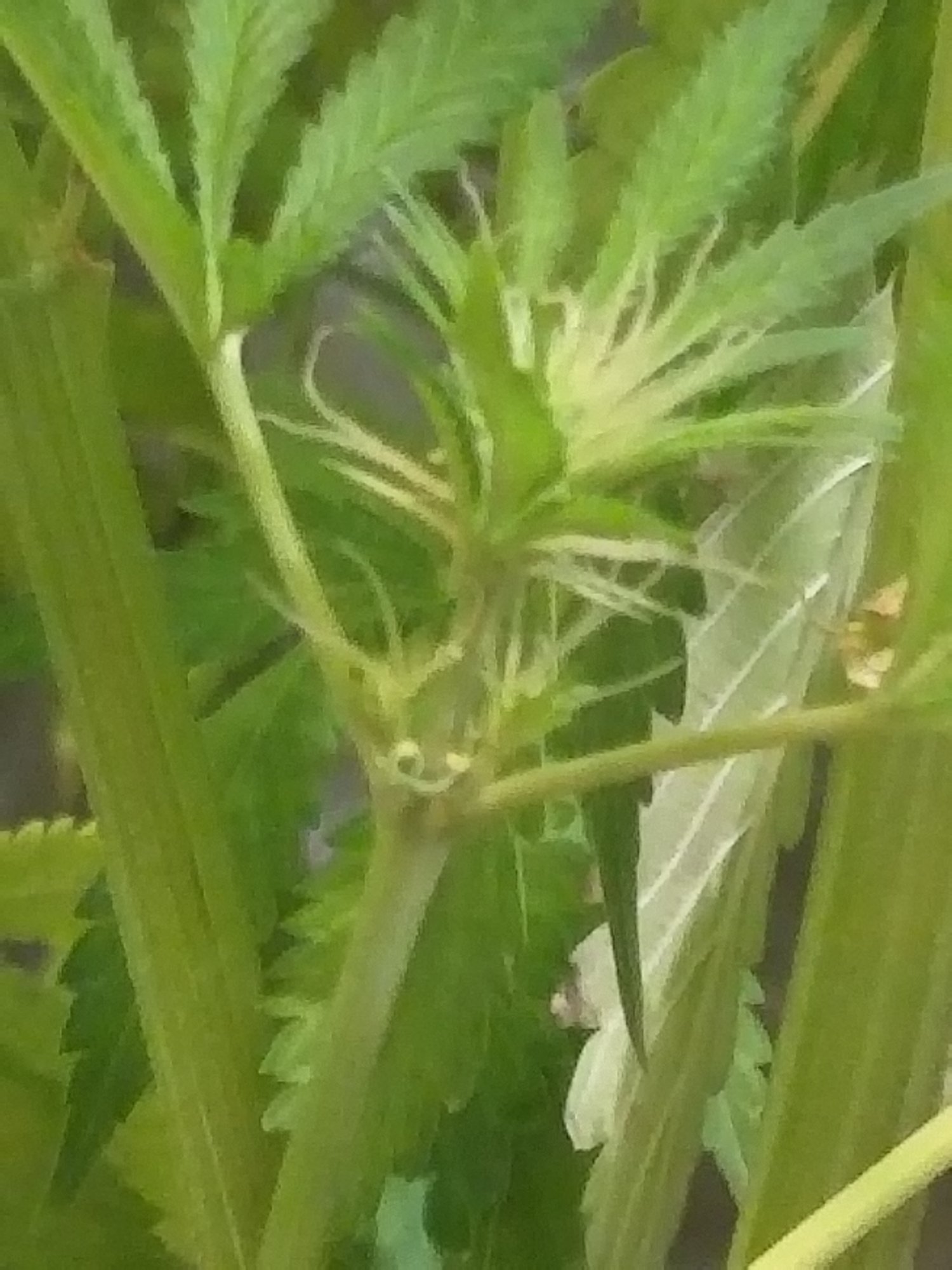 Is this plant a herm 5