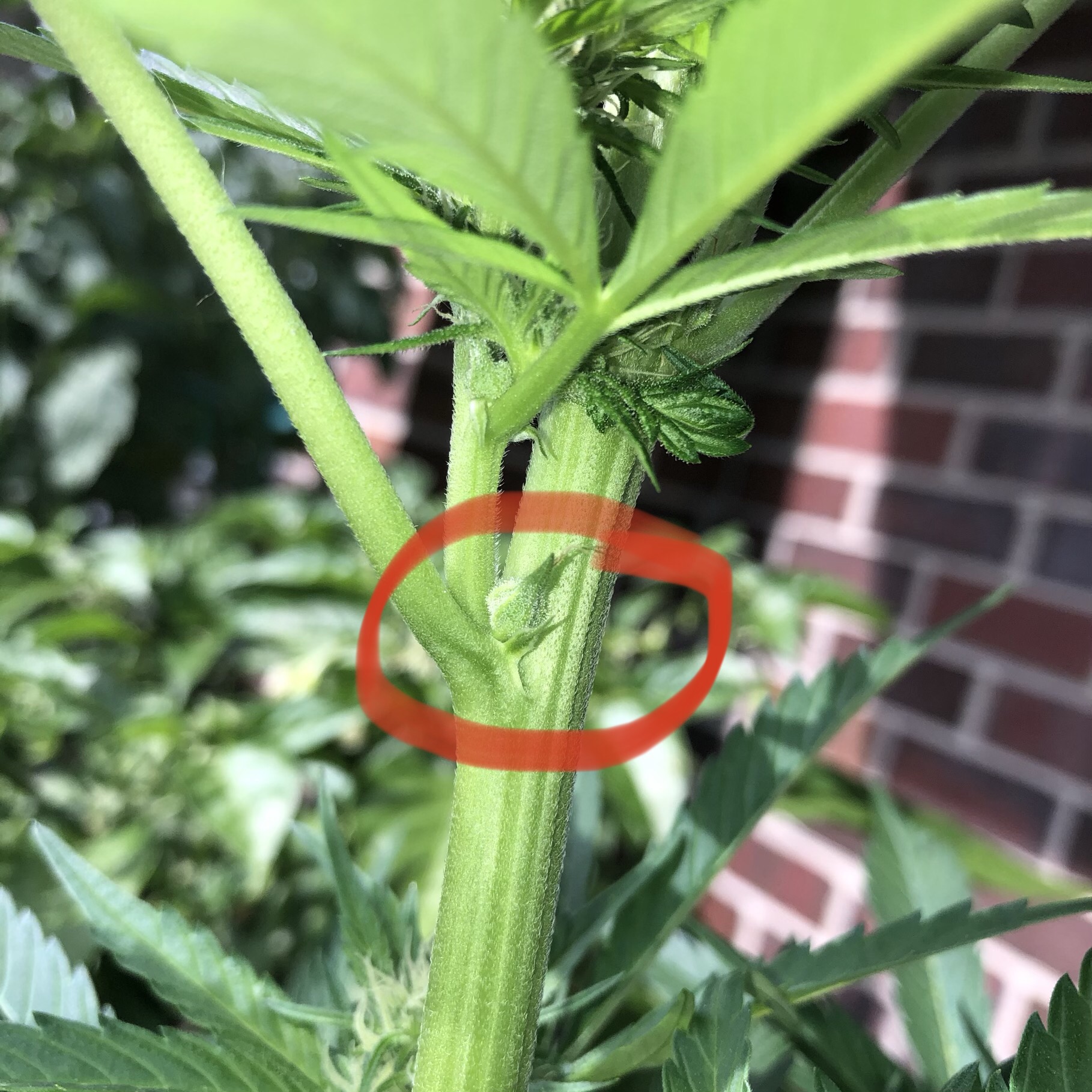 Is this plant a hermaphrodite 3