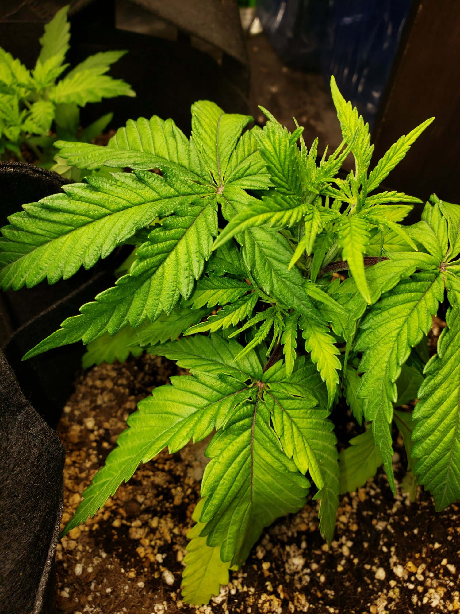 Is this plant doing good
