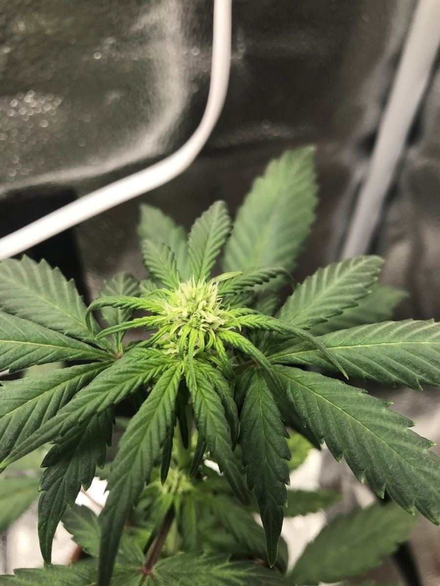 Is this plant flowering its only 3 4 weeks old 3
