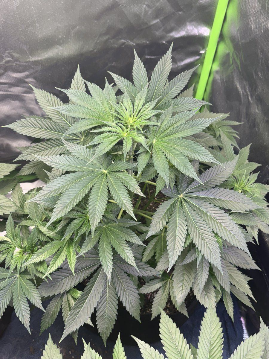 Is this plant male or female plzzz help