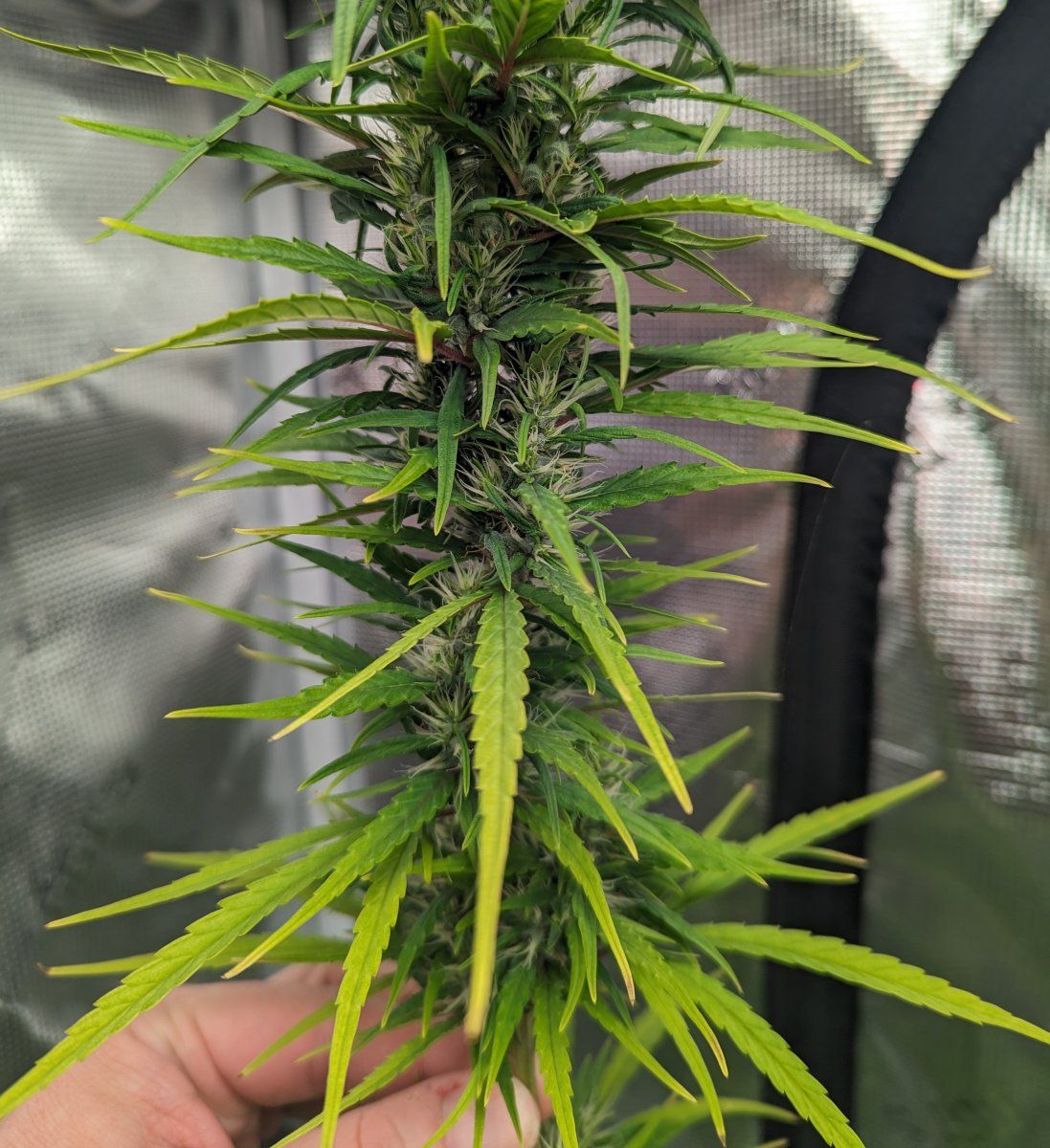 Is this plant screwed should i kill it and remove from my tent