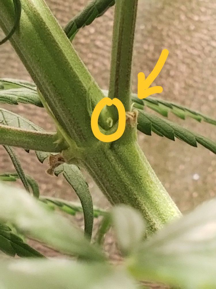 Is this plant showing male 3