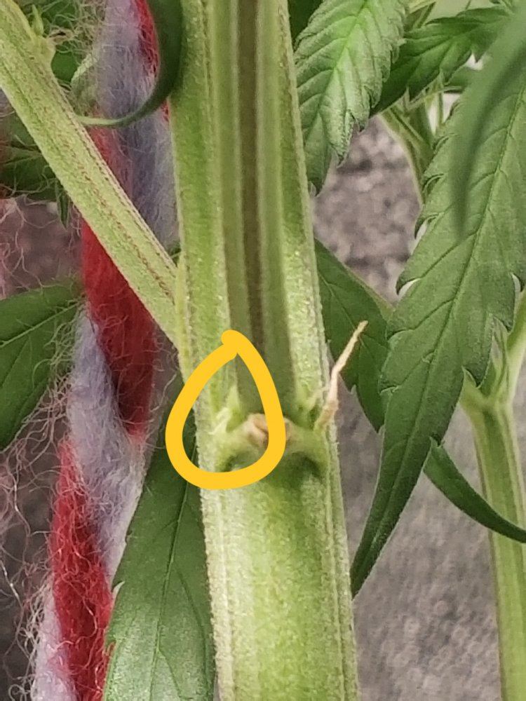 Is this plant showing male 4