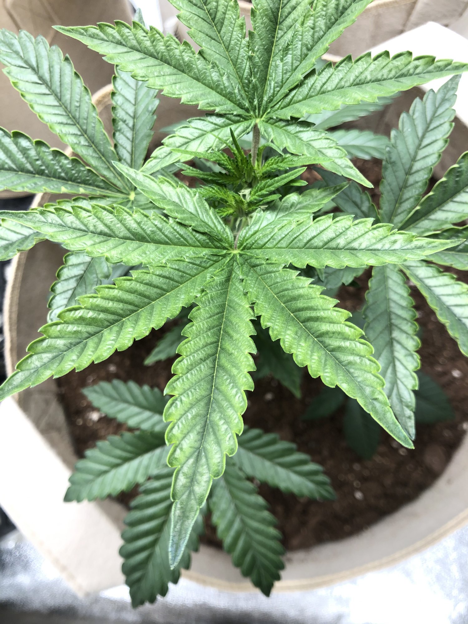 Is this plant showing the deficiencies 2