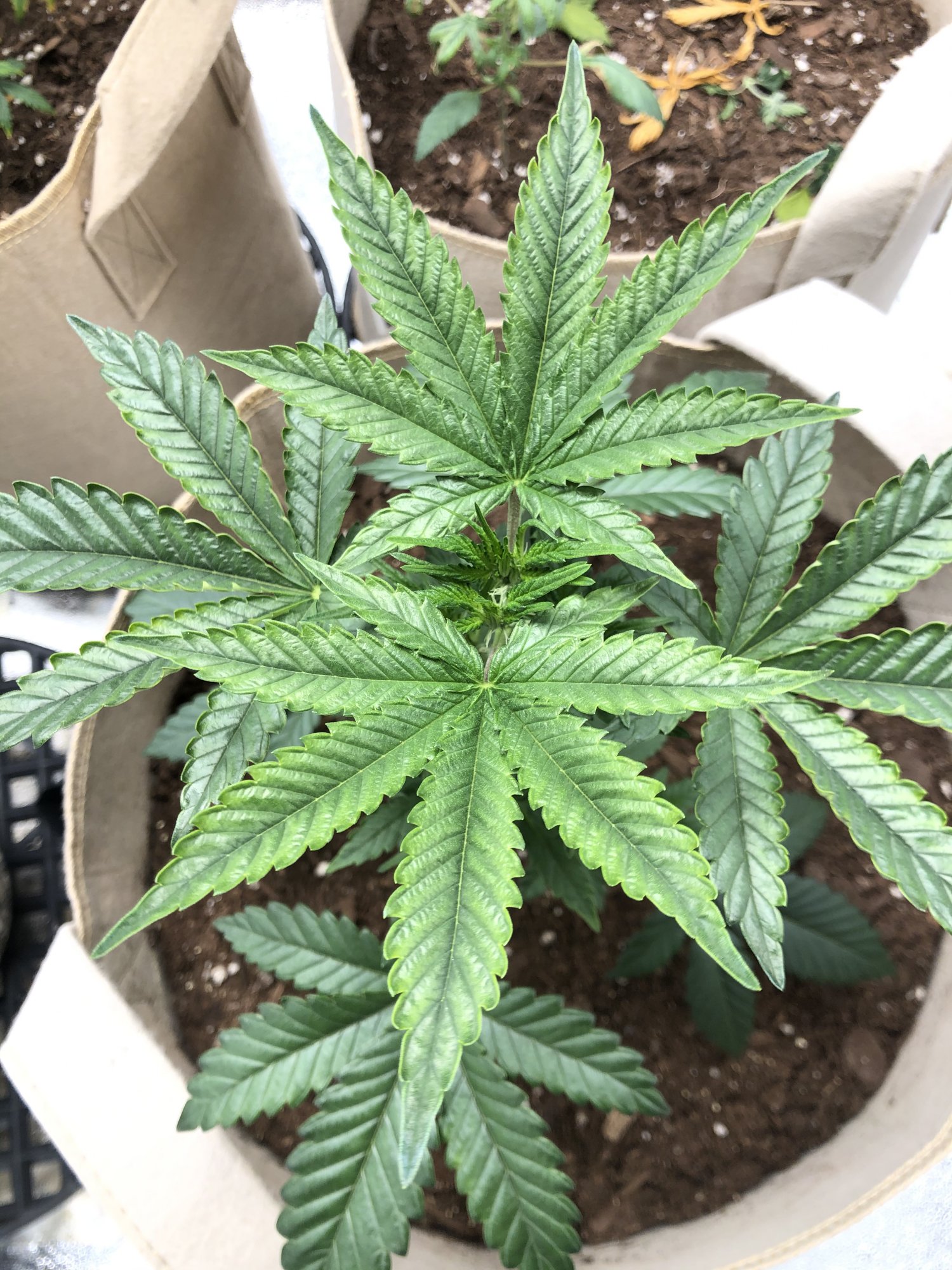 Is this plant showing the deficiencies 3