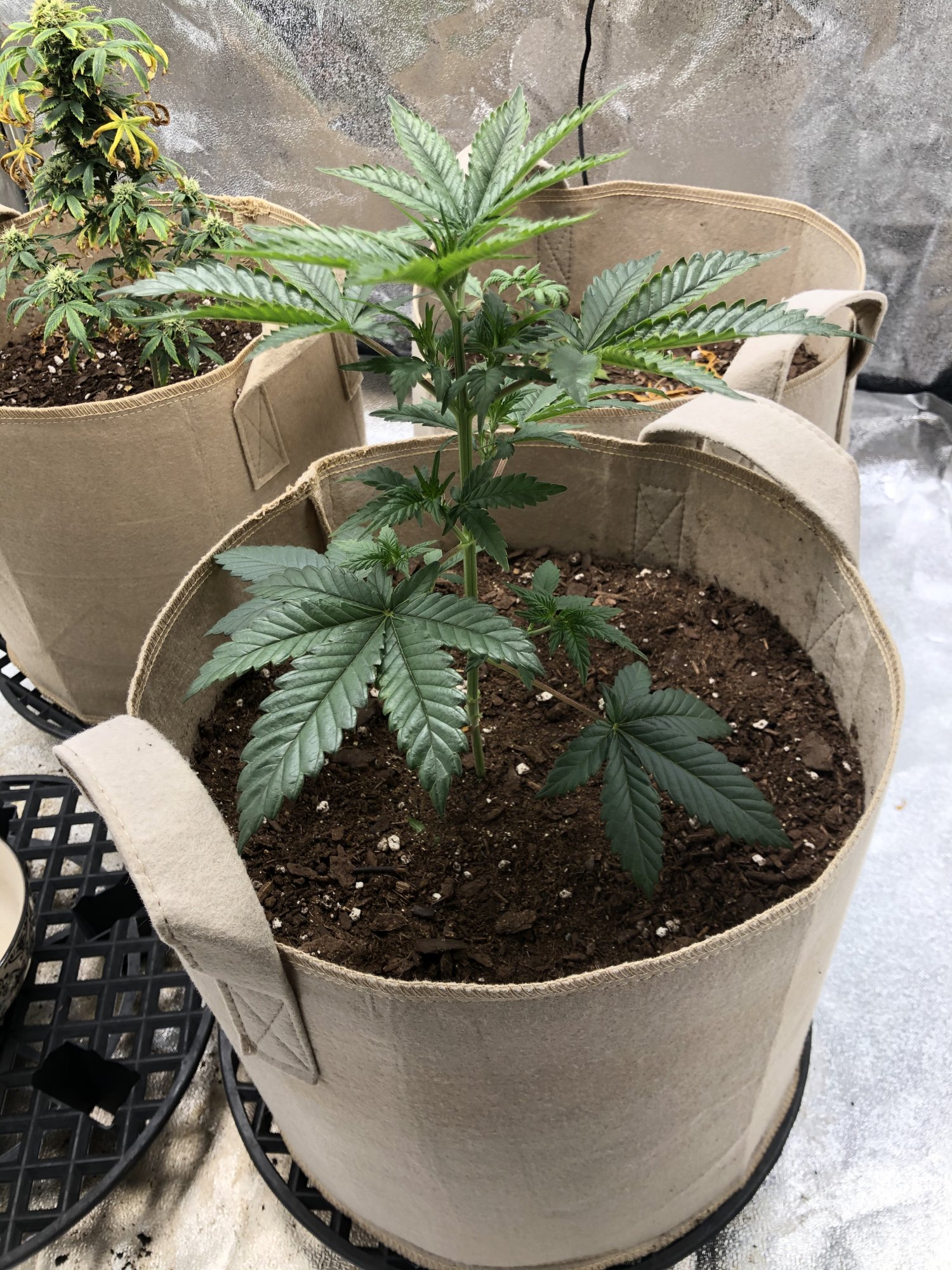 Is this plant showing the deficiencies