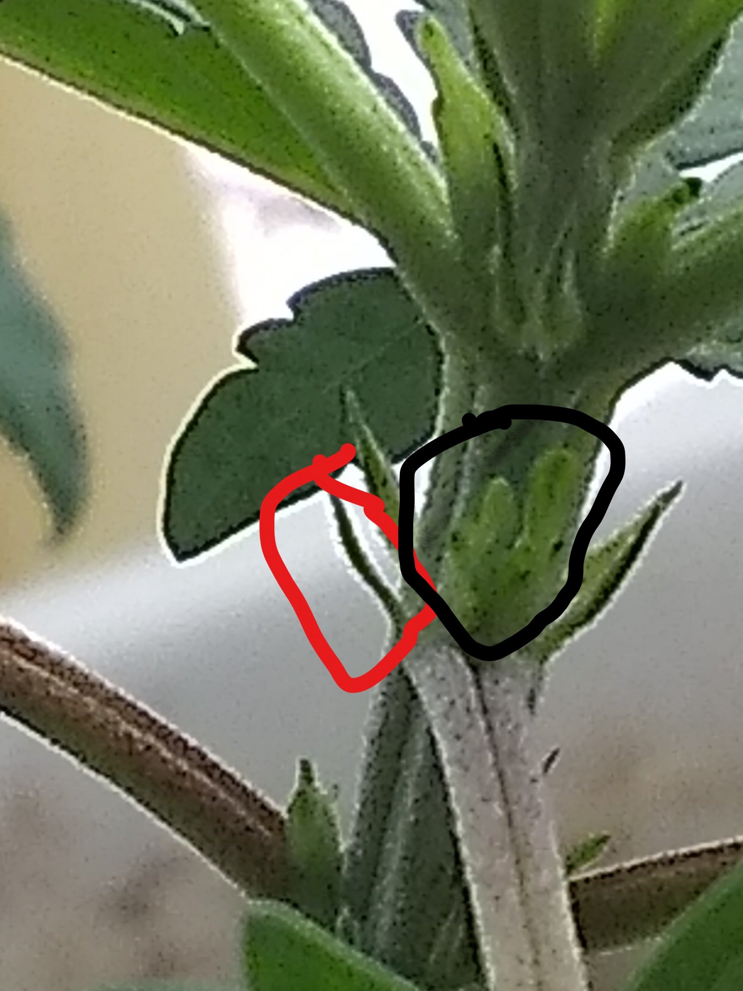 Is this plant starting to sex
