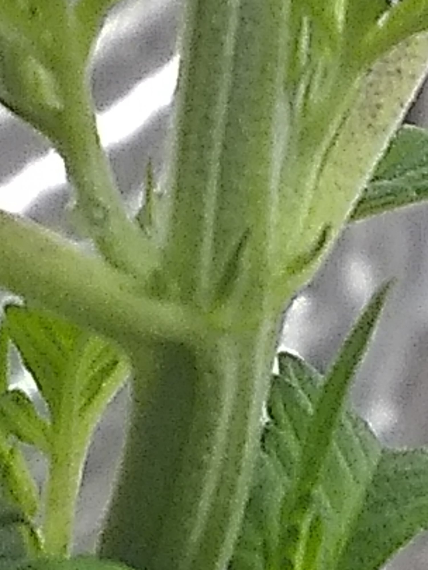 Is this plant starting to show sex