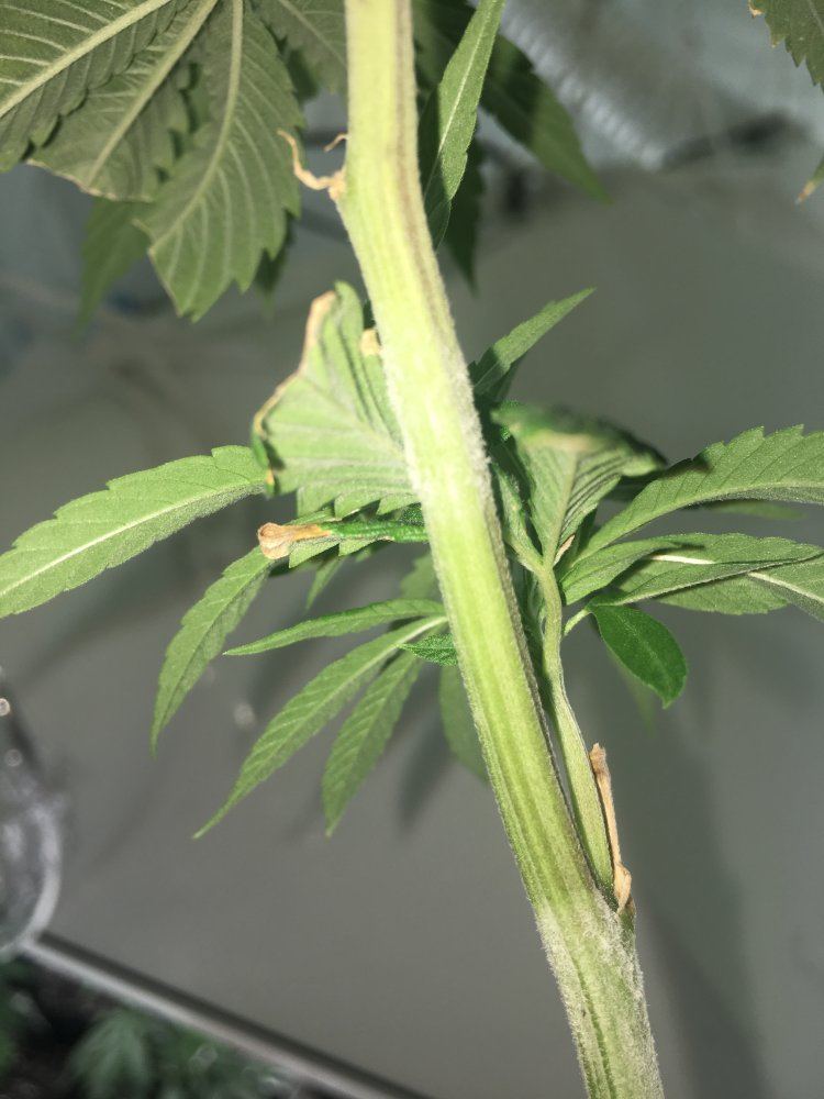 Is this powder mildew help its on 445 plants 4
