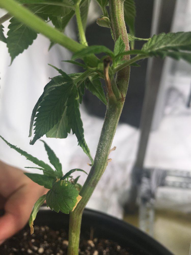 Is this powder mildew help its on 445 plants